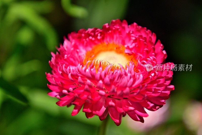 Strawflower /蜡菊